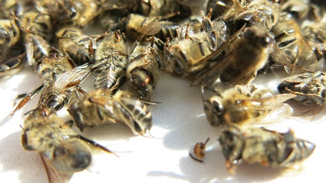 Народные рецепты лечения пчелиным подмором